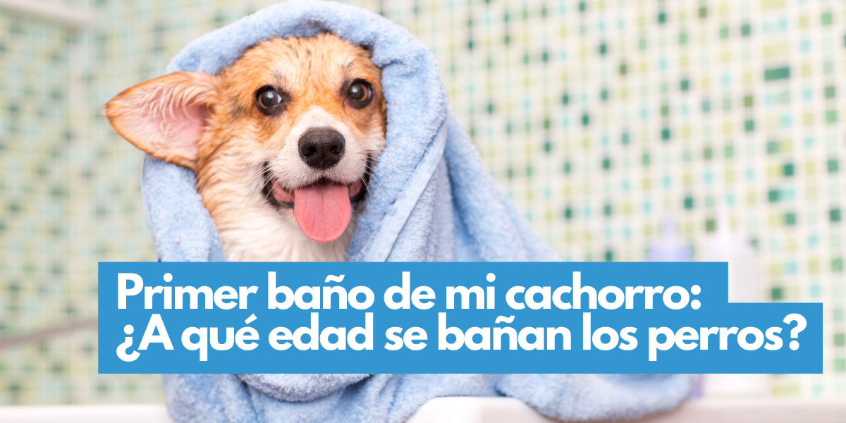 puedes entrenar a un perro para usar el baño