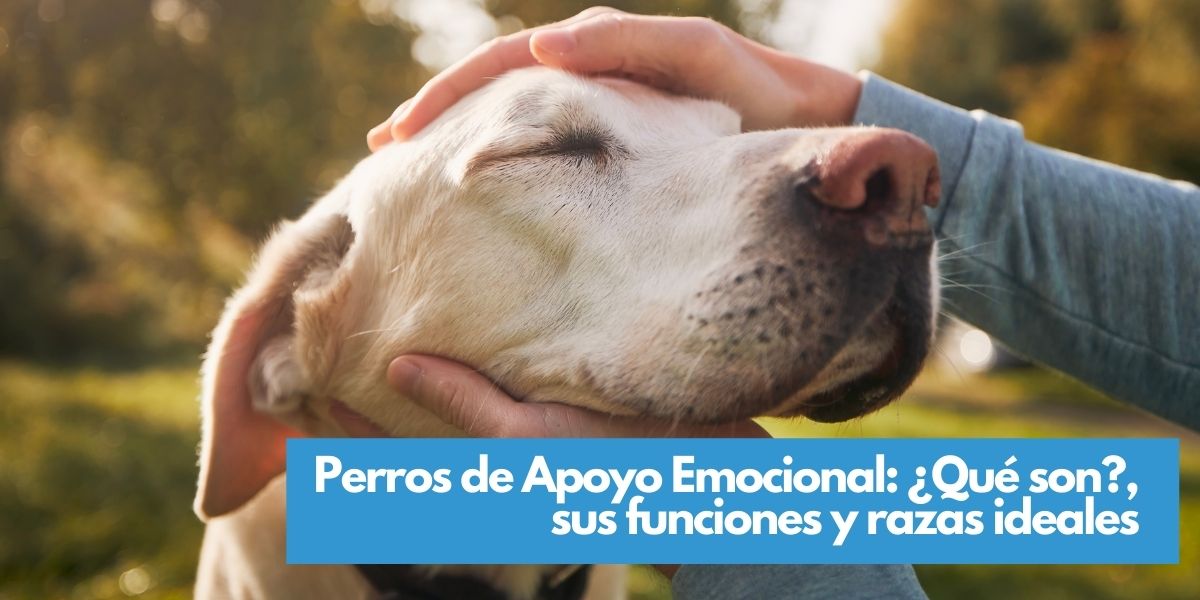 cómo ayudan los perros de apoyo emocional con la ansiedad