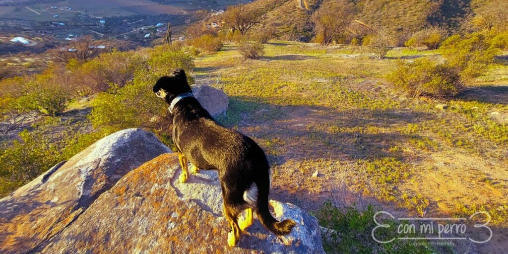 Los 13 Mejores Parques Petfriendly De Santiago De Paseo Con Mi Perro