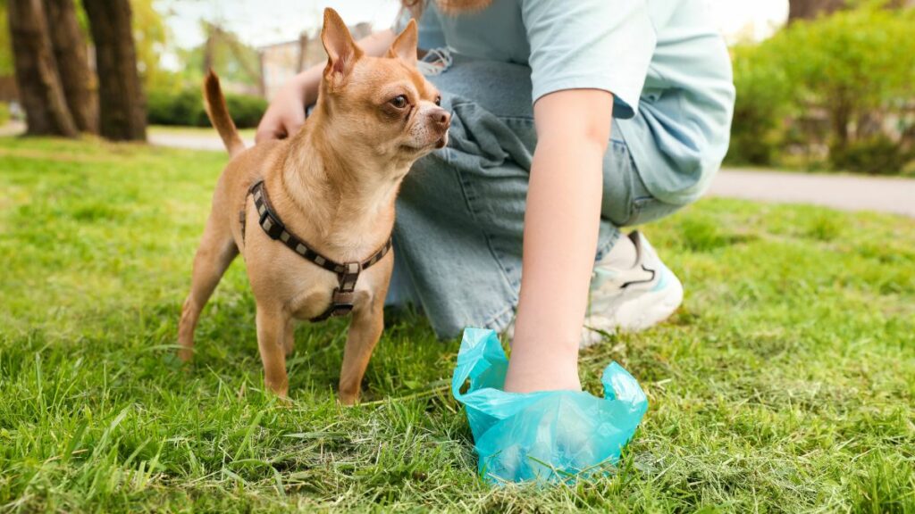 Porqué los perros comen caca Causas y soluciones para este