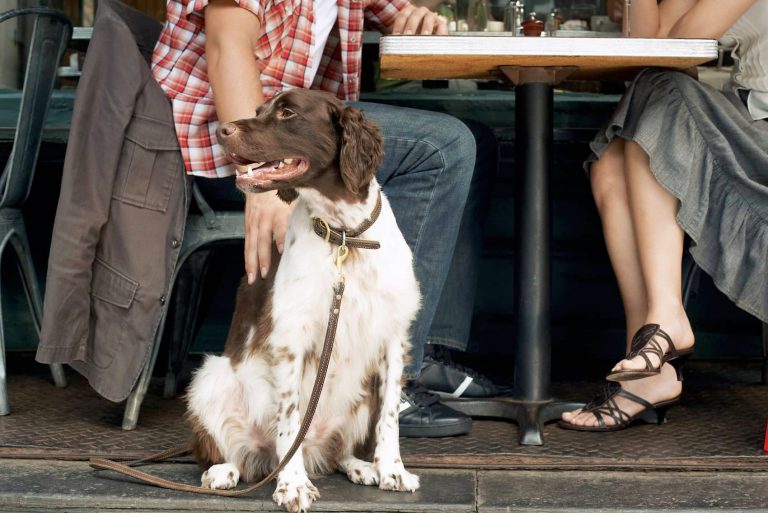 19 Lugares Pet Friendly en Santiago para disfrutar con tu Perro