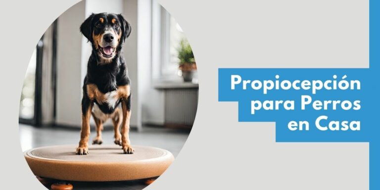 Desarrollando la Propiocepción Canina: Ejercicios para Fortalecer la mente y cuerpo de tu perro