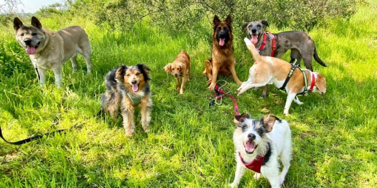 Los Mejores Parques Pet friendly en Chile