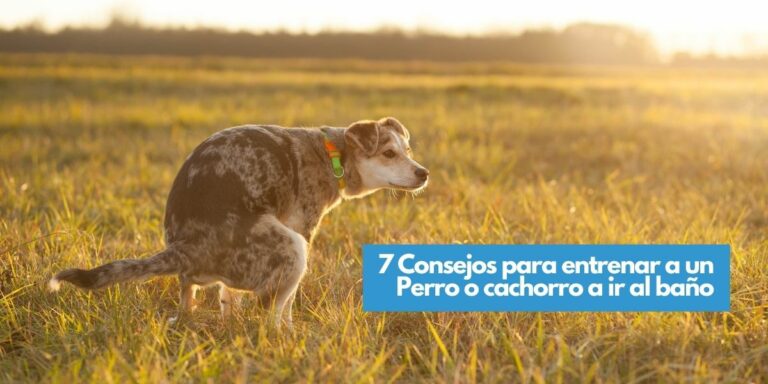 ¿Cómo entrenar a un perro para ir al baño? 7 Consejos para que aprenda rápido y fácil