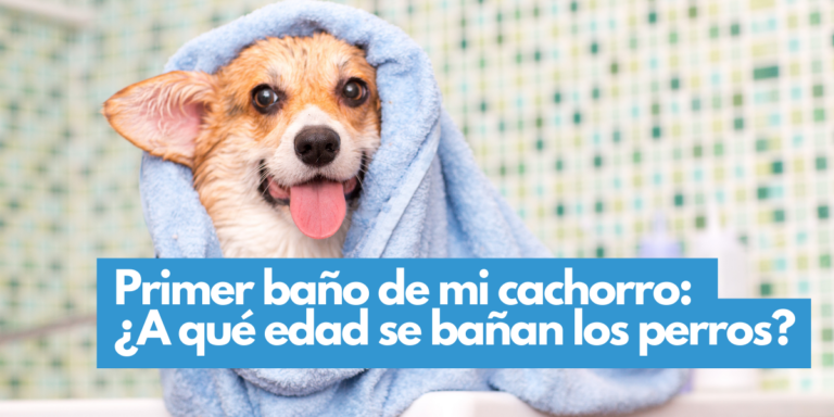 ¿A qué edad se bañan los perros? Cuidados y recomendaciones de un Veterinario
