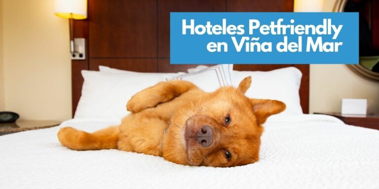 Hoteles Petfriendly en Viña Del Mar: Conoce los 4 mejores Hoteles que aceptan mascotas en la V Región