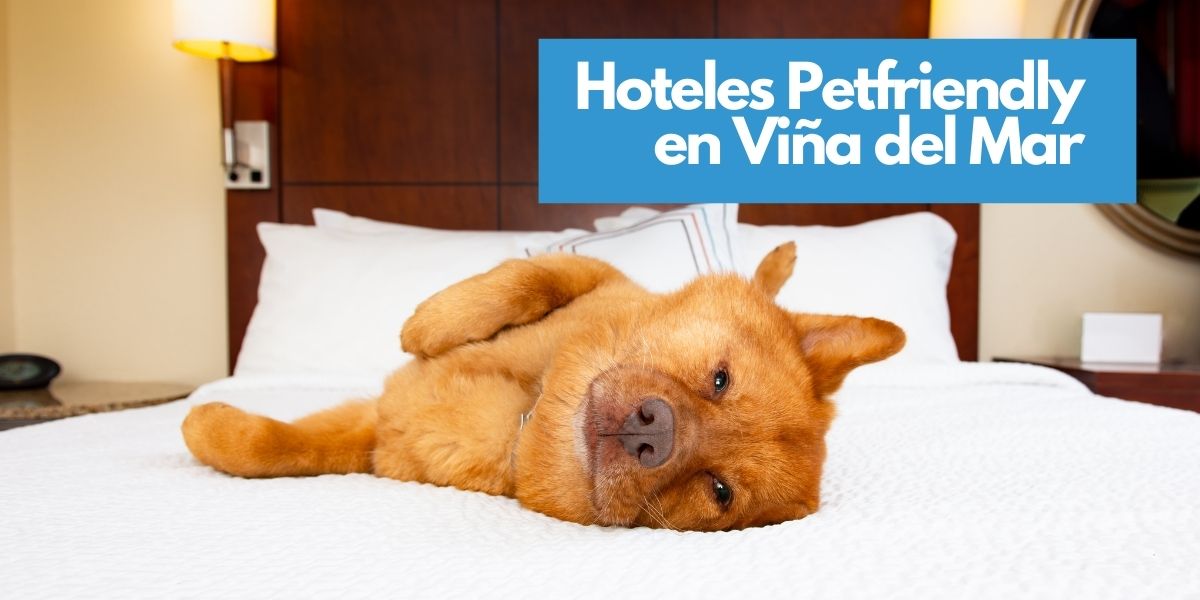 Hoteles Petfriendly en Viña del Mar