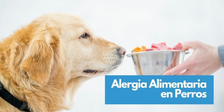 Alergia Alimentaria en Perros: Conoce los alimentos que pueden causarla y los síntomas más comunes