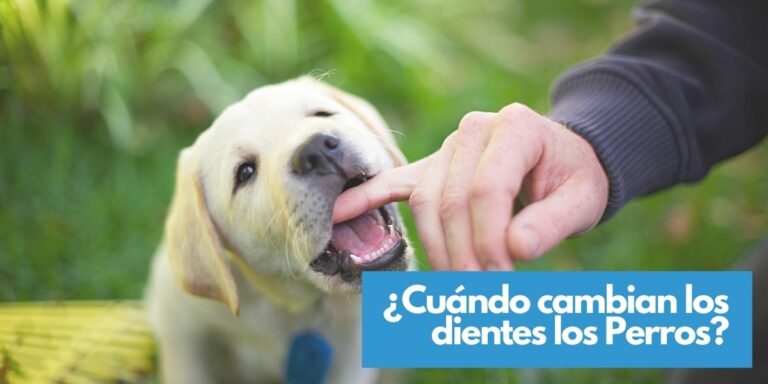 ¿A qué edad cambian los dientes los perros?