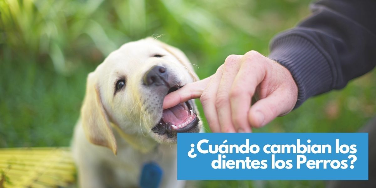 cambio-dientes-perros