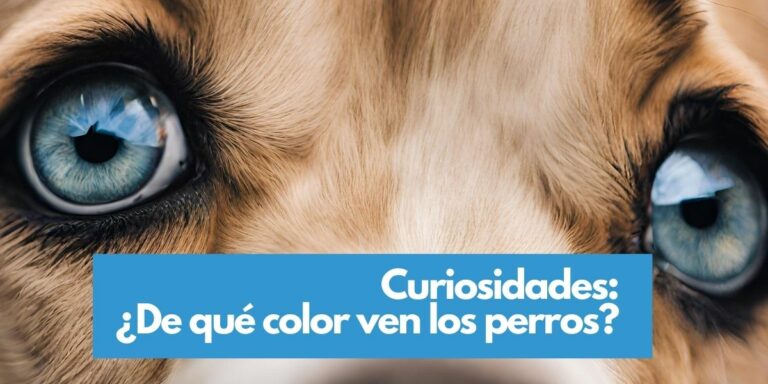 ¿De qué color ven los perros? Una mirada profunda a la visión de los perros