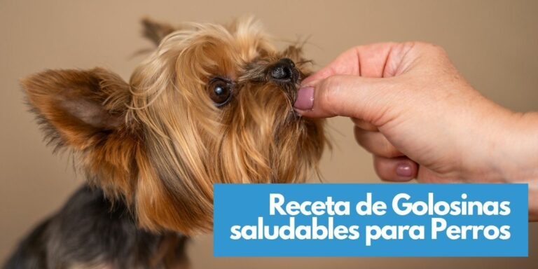 Receta para perros: Golosinas Crudas de Manzana, Avena y Mantequilla de Almendras