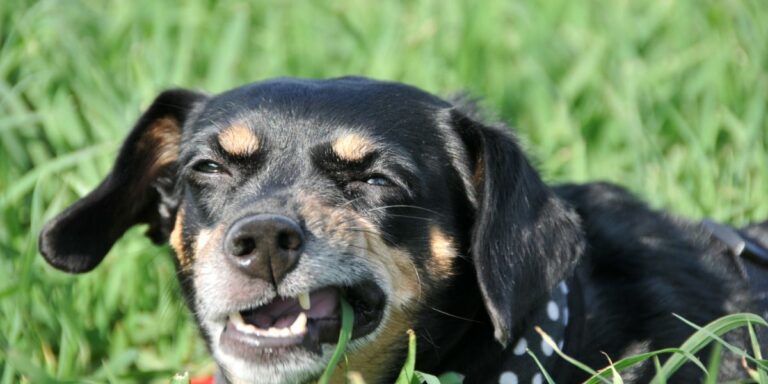 ¿Por qué los perros comen pasto? ¿Tengo que preocuparme?