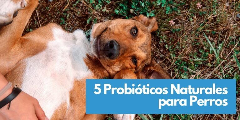 5 Probióticos para Perros Naturales: Incluye consejos prácticos y recetas fáciles