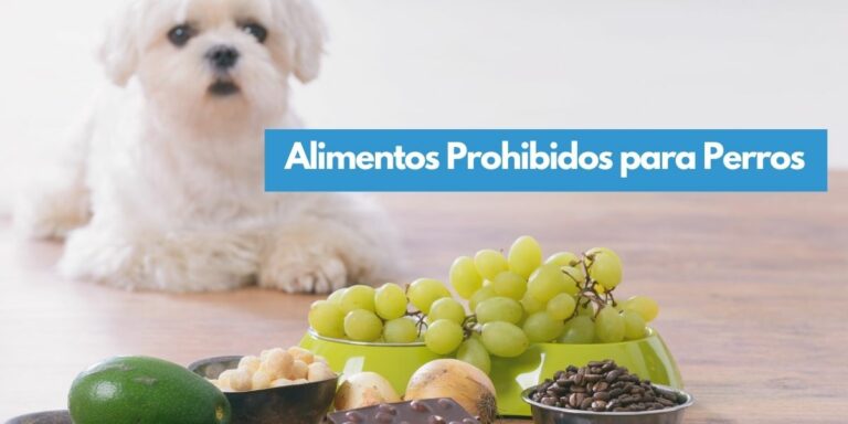 Alimentos Prohibidos para Perros: Lista definitiva completa, incluidos aditivos y endulzantes