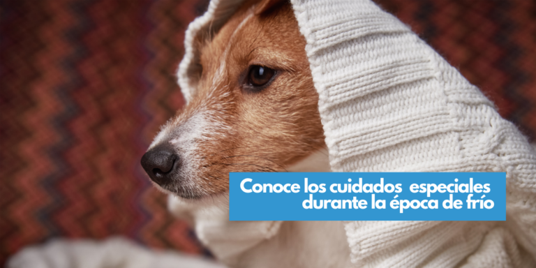 Conoce los cuidados especiales para proteger a las mascotas del frío y la lluvia