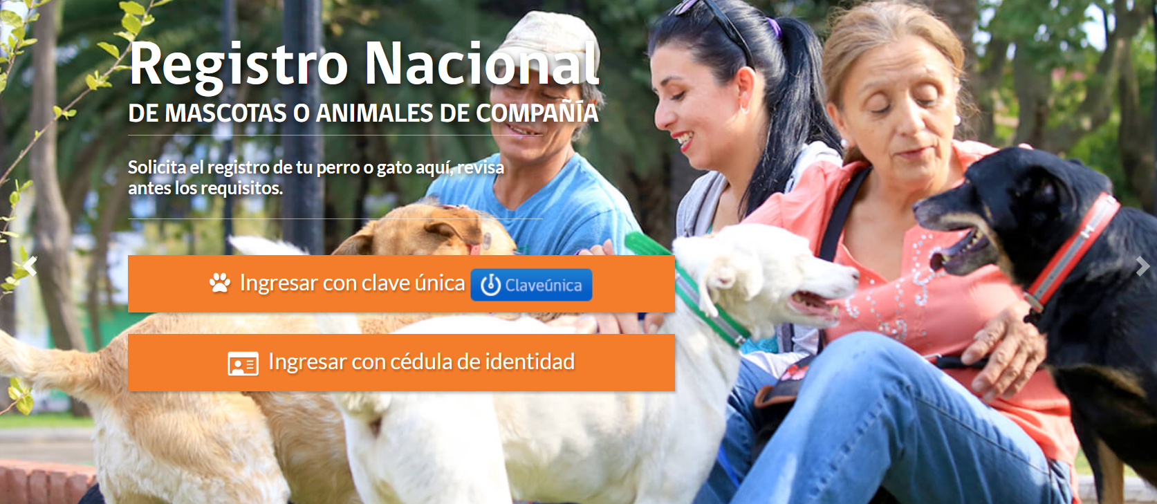 registro-mascotas-municipalidad