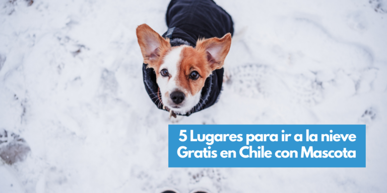 5 Lugares para ir a la Nieve con mascotas en Chile y gratis