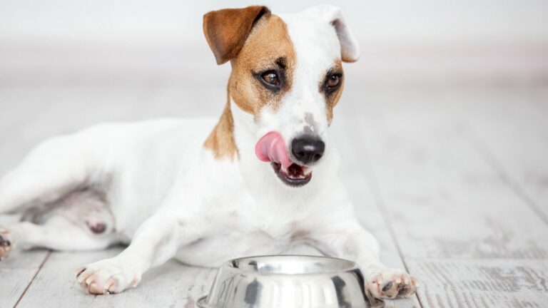 10 Alimentos Saludables que Transformarán la Vida de tu Perro