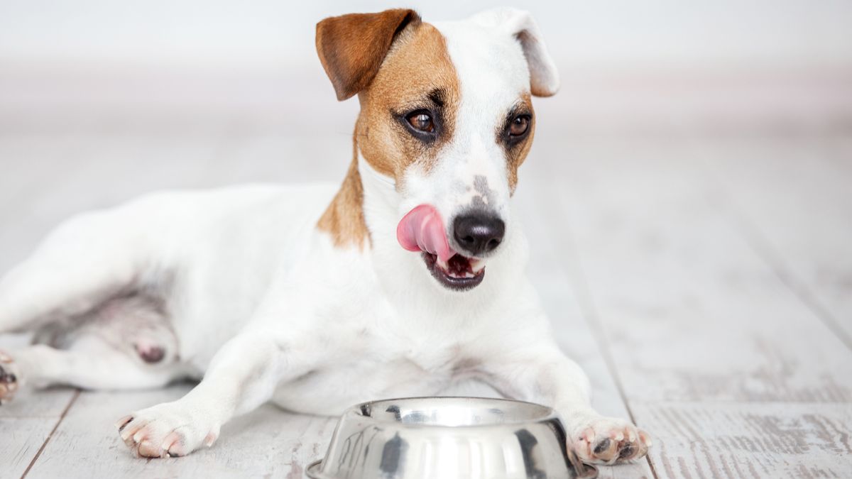 Alimentos Saludables para Perros