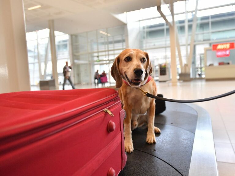 «Sagueso»: El Chatbot que te ayuda a viajar con tu mascota