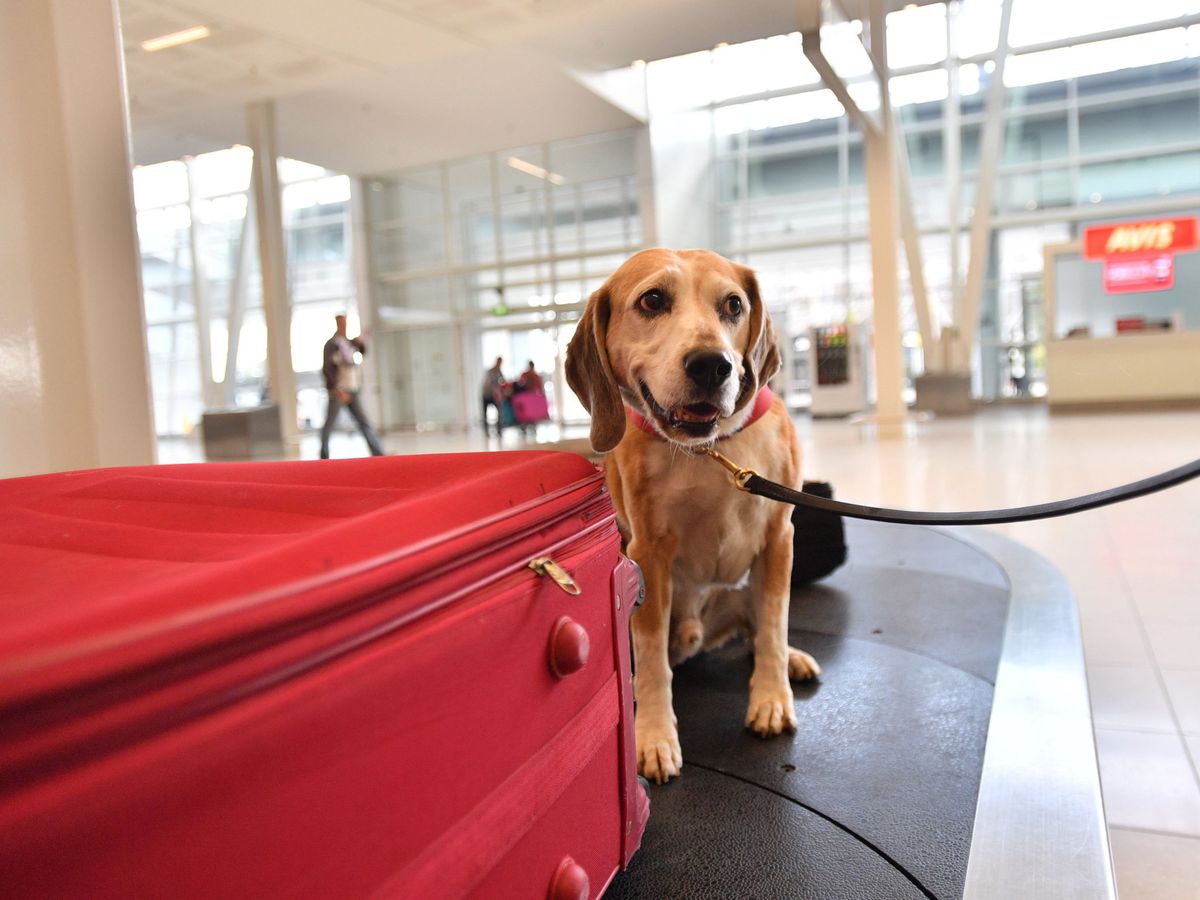 ayuda-viajar-con-mascotas
