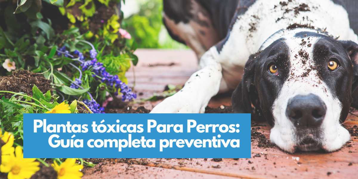 plantas toxicas perros (1200 x 600 px)