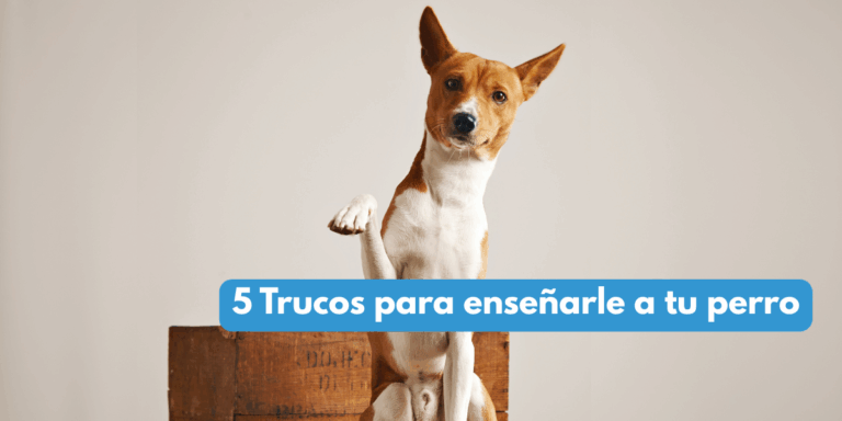 5-trucos-perros