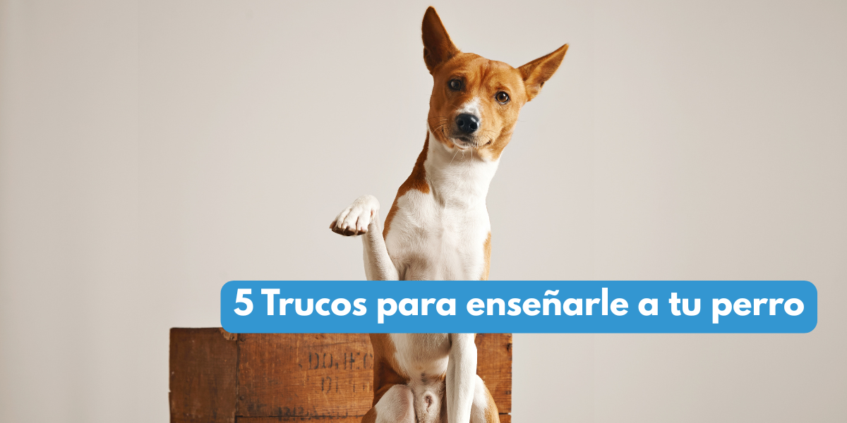 5-trucos-perros