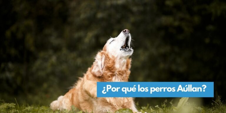 ¿Por Qué Aúllan los Perros? 3 Aspectos claves para identificar si tu perro está feliz o sufriendo