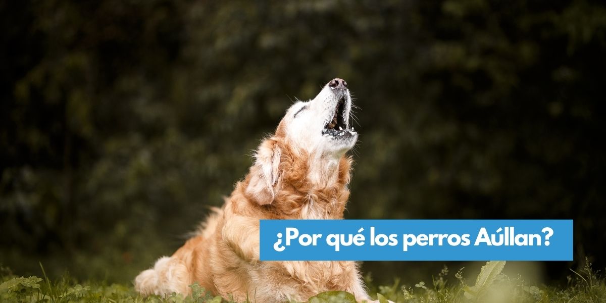 porque aullan los perros